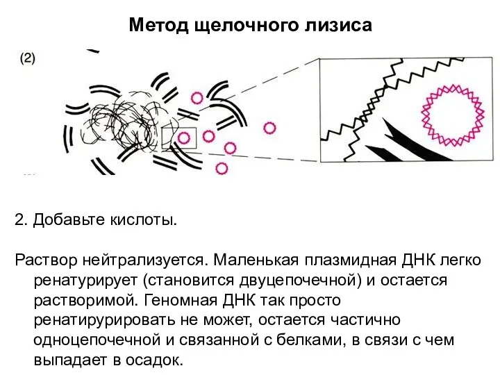 Метод щелочного лизиса 2. Добавьте кислоты. Раствор нейтрализуется. Маленькая плазмидная