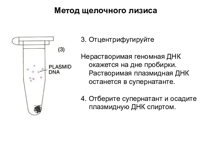 Метод щелочного лизиса 3. Отцентрифугируйте Нерастворимая геномная ДНК окажется на