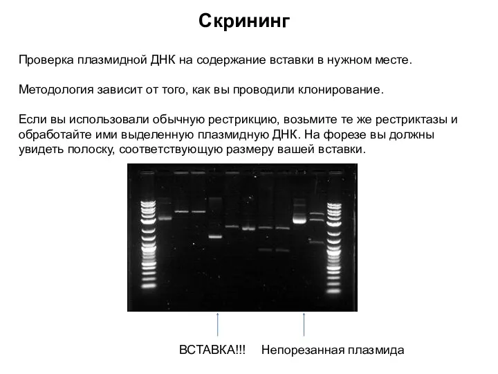 Скрининг Проверка плазмидной ДНК на содержание вставки в нужном месте.