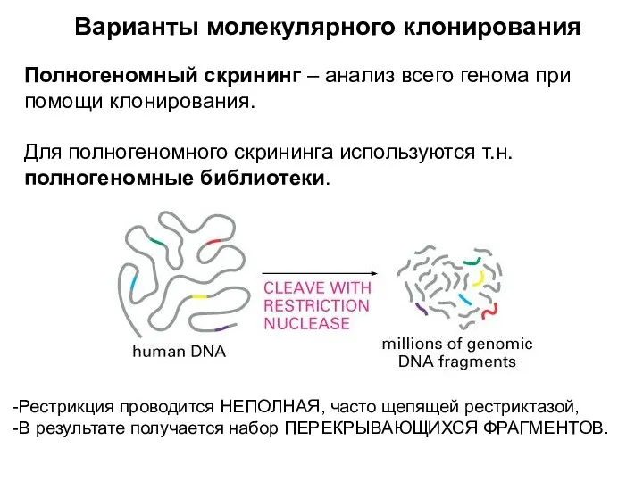 Варианты молекулярного клонирования Полногеномный скрининг – анализ всего генома при