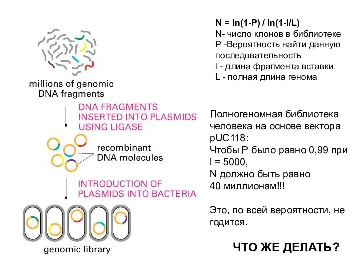 N = ln(1-P) / ln(1-l/L) N- число клонов в библиотеке