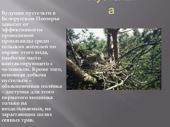 Пустельга Будущее пустельги в Белорусском Поозерье зависит от эффективности проводимой