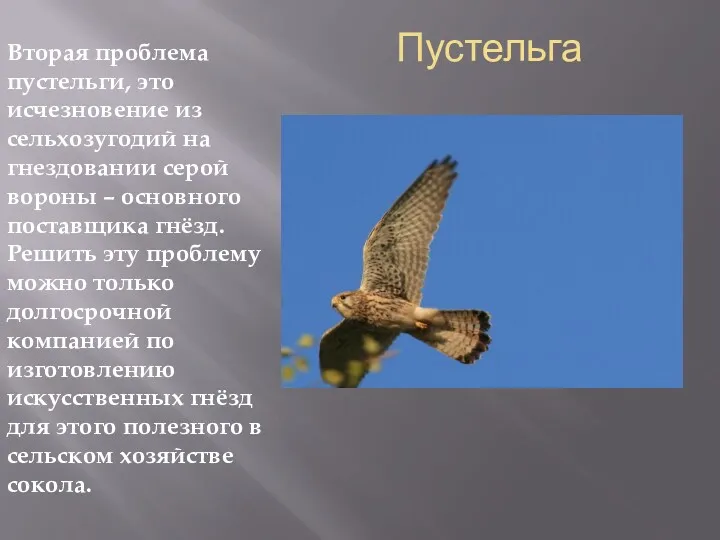 Пустельга Вторая проблема пустельги, это исчезновение из сельхозугодий на гнездовании