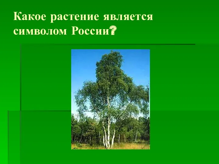 Какое растение является символом России?