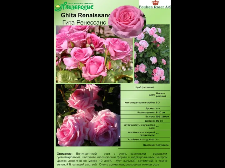 Описание: Великолнпный сорт с очень красивыми розовыми густомахровыми цветками классической