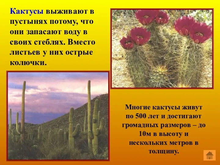 Кактусы выживают в пустынях потому, что они запасают воду в