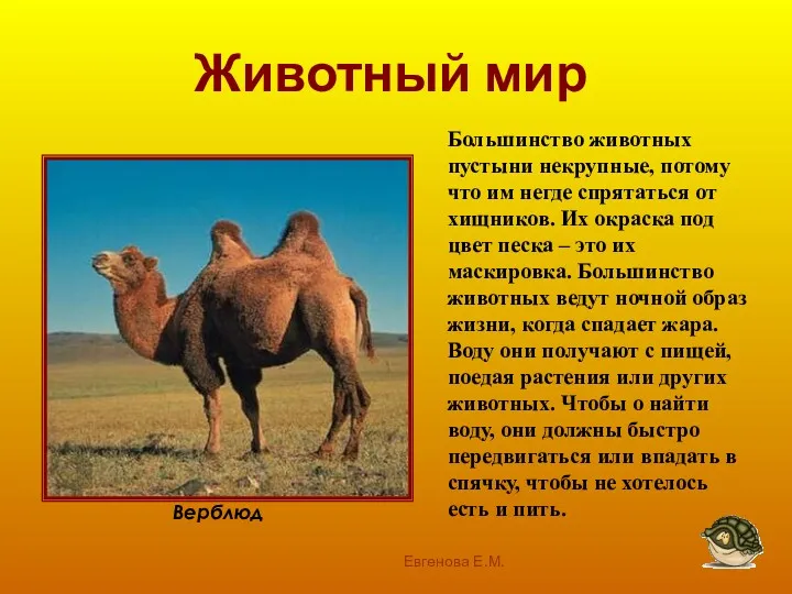 Животный мир Евгенова Е.М. Верблюд Большинство животных пустыни некрупные, потому