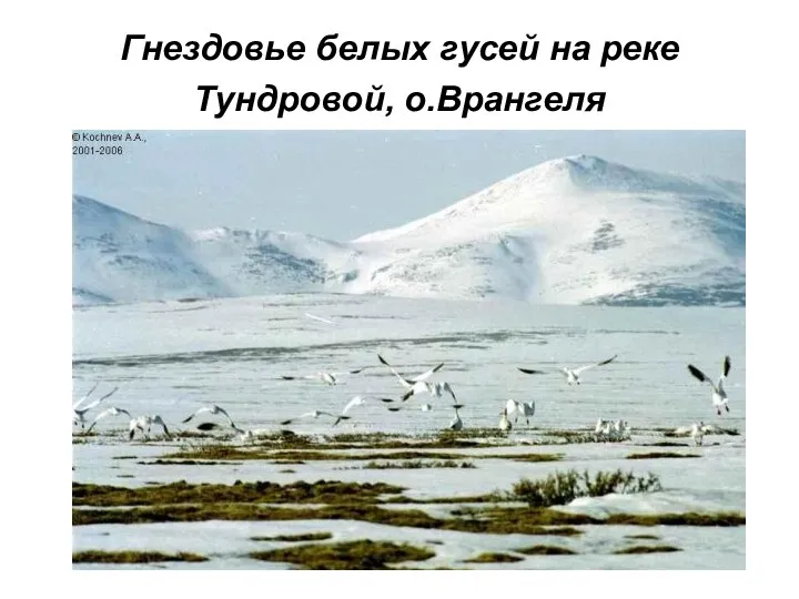 Гнездовье белых гусей на реке Тундровой, о.Врангеля