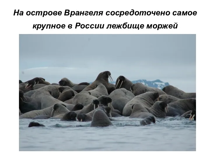На острове Врангеля сосредоточено самое крупное в России лежбище моржей