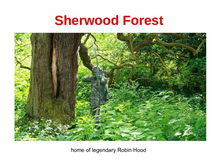 Sherwood Forest home of legendary Robin Hood