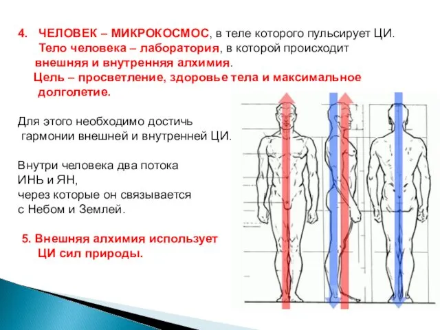 4. ЧЕЛОВЕК – МИКРОКОСМОС, в теле которого пульсирует ЦИ. Тело