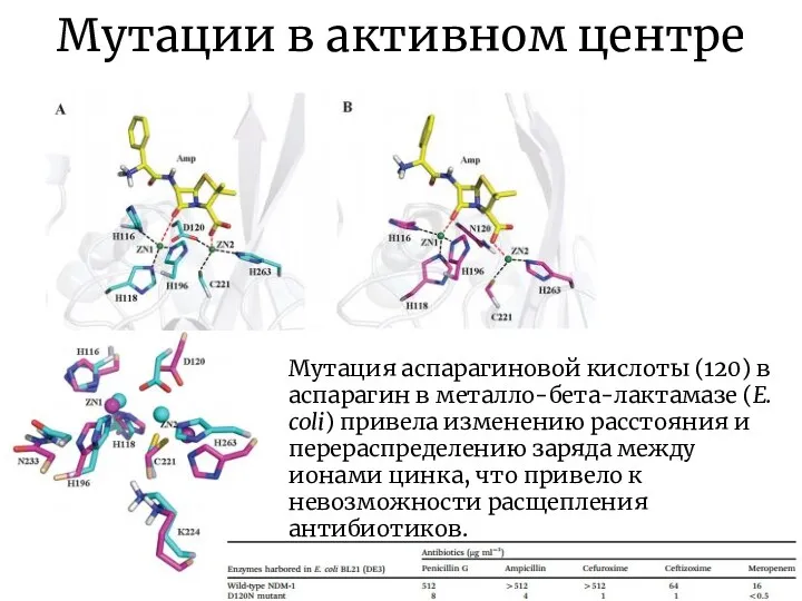 Мутации в активном центре Мутация аспарагиновой кислоты (120) в аспарагин