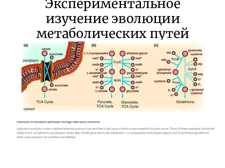 Экспериментальное изучение эволюции метаболических путей