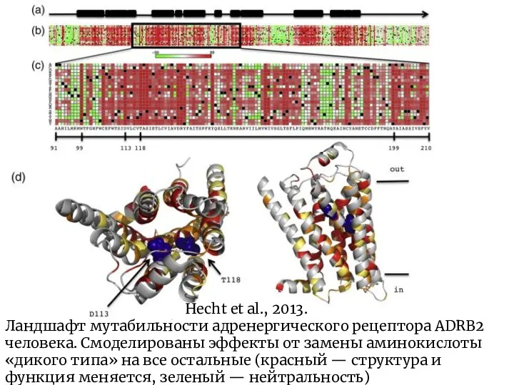 Hecht et al., 2013. Ландшафт мутабильности адренергического рецептора ADRB2 человека.