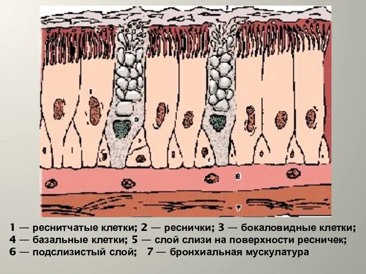 1 — реснитчатые клетки; 2 — реснички; 3 — бокаловидные