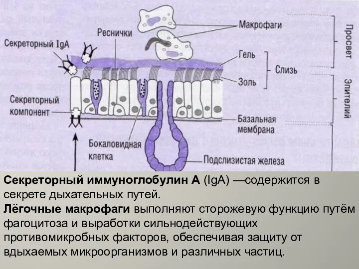 Секреторный иммуноглобулин А (IgА) —содержится в секрете дыхательных путей. Лёгочные