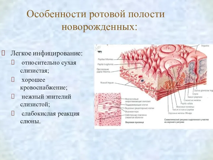 Особенности ротовой полости новорожденных: Легкое инфицирование: относительно сухая слизистая; хорошее