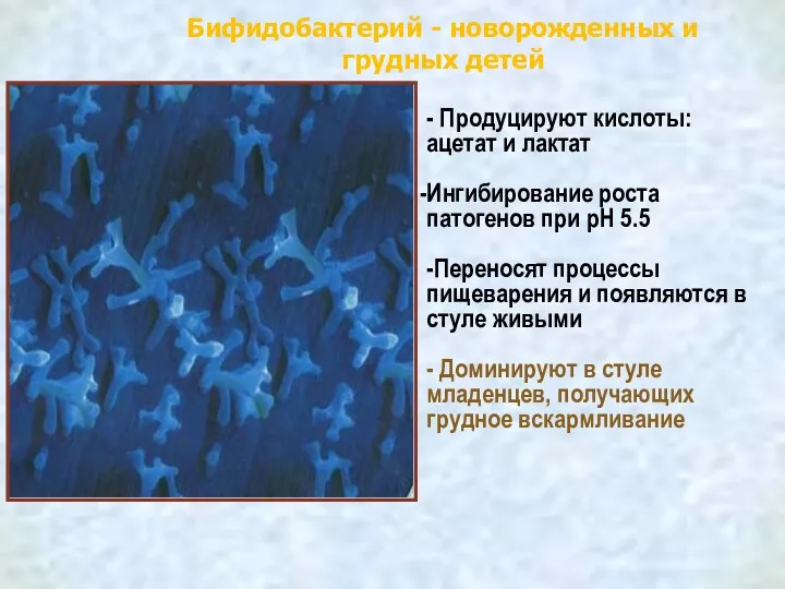 - Продуцируют кислоты: ацетат и лактат Ингибирование роста патогенов при