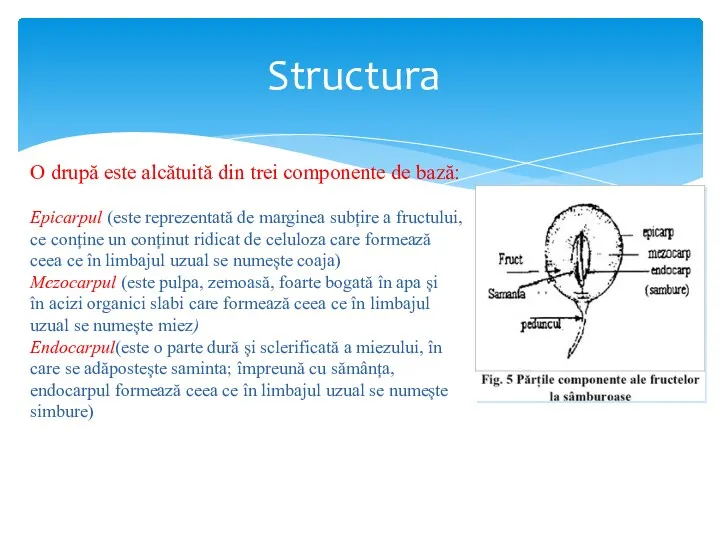 Structura O drupă este alcătuită din trei componente de bază: Epicarpul (este reprezentată