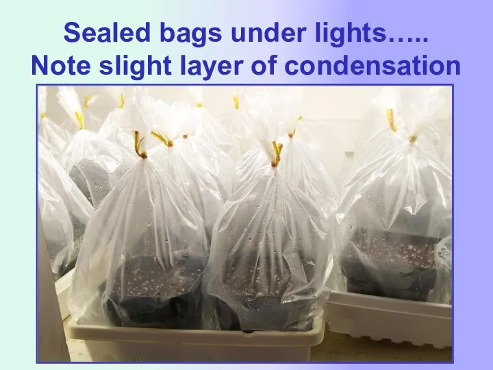 Sealed bags under lights….. Note slight layer of condensation