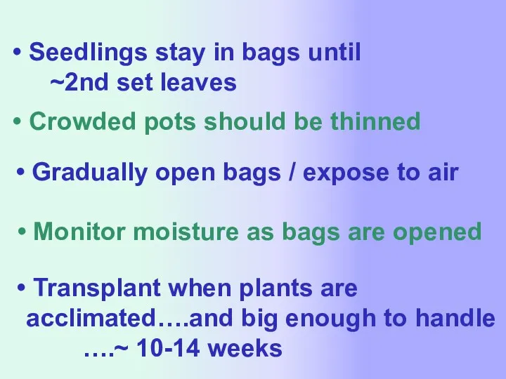 Seedlings stay in bags until ~2nd set leaves Crowded pots