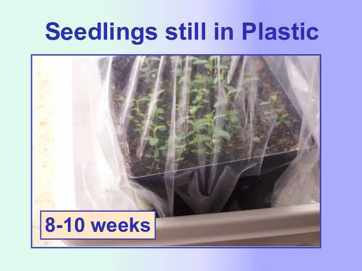 Seedlings still in Plastic 8-10 weeks