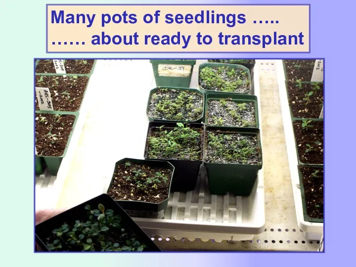 Many pots of seedlings ….. …… about ready to transplant