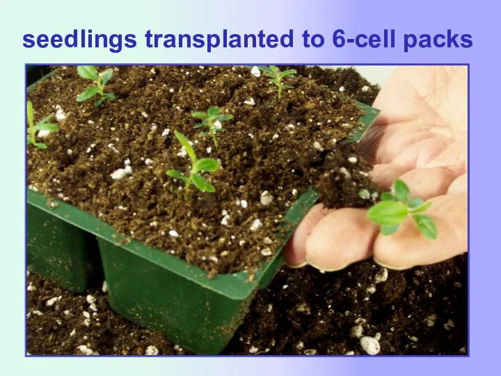 seedlings transplanted to 6-cell packs