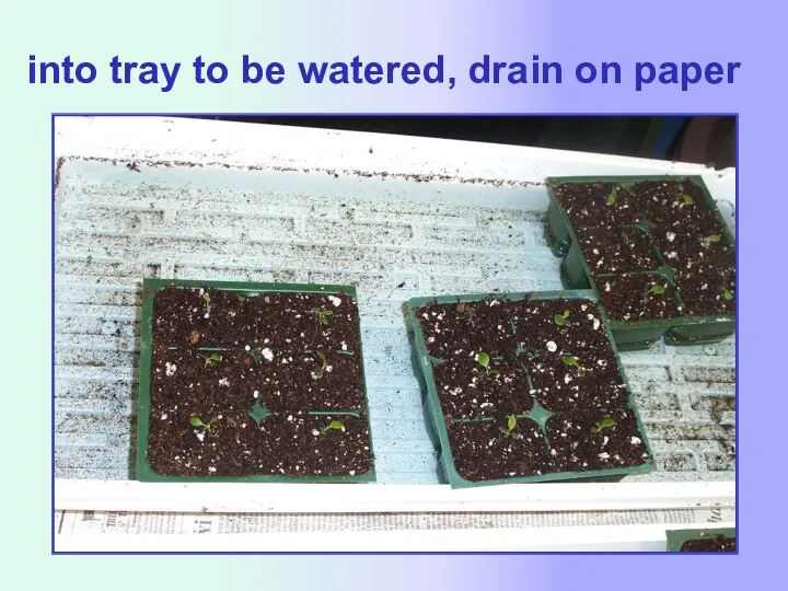 into tray to be watered, drain on paper