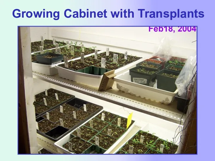 Growing Cabinet with Transplants