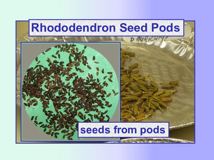 Rhododendron Seed Pods