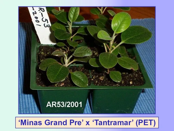 ‘Minas Grand Pre’ x ‘Tantramar’ (PET)