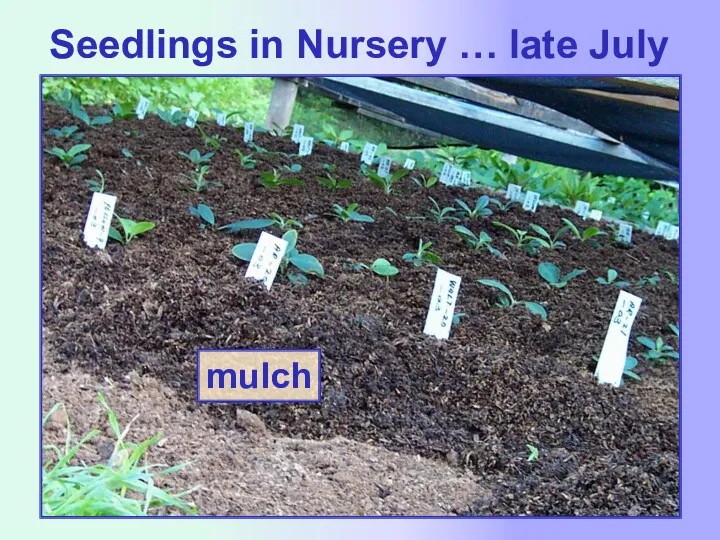 Seedlings in Nursery … late July mulch