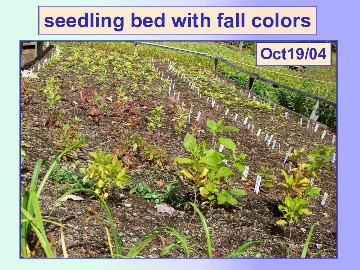 Oct19/04 seedling bed with fall colors