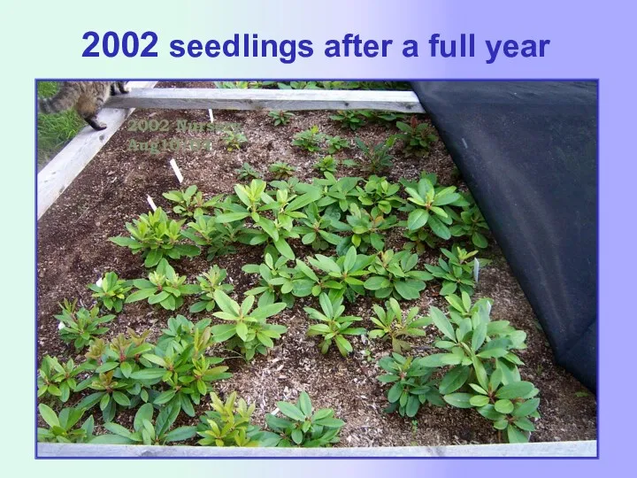 2002 seedlings after a full year