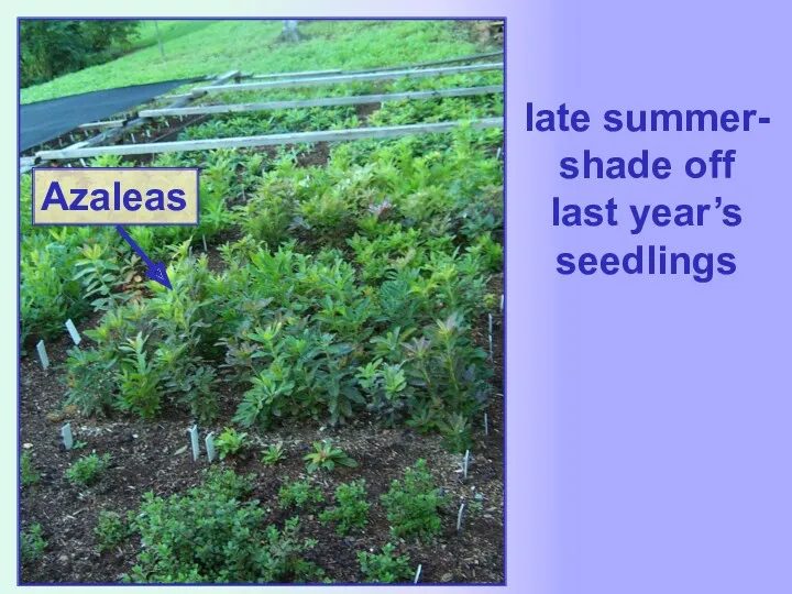 late summer- shade off last year’s seedlings
