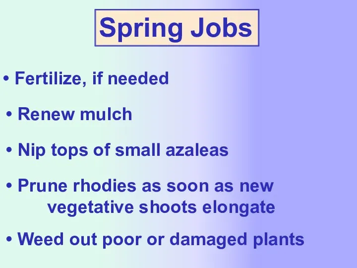 Spring Jobs Fertilize, if needed Renew mulch Prune rhodies as