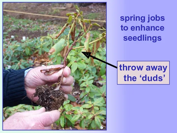 spring jobs to enhance seedlings