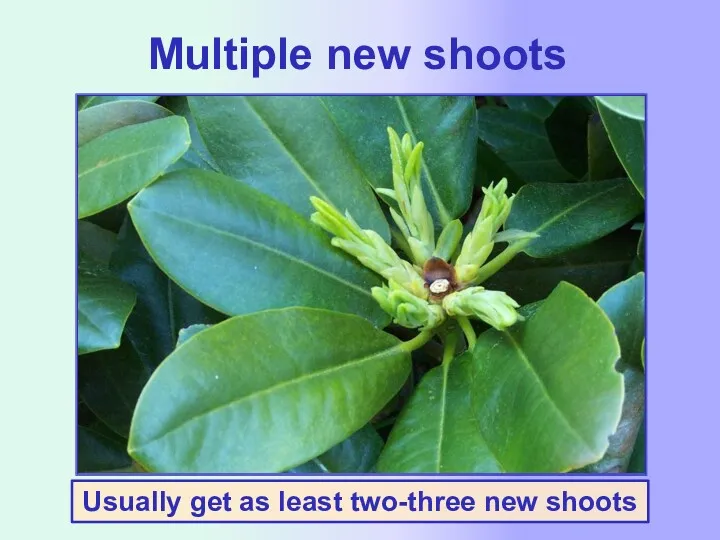 Multiple new shoots Usually get as least two-three new shoots