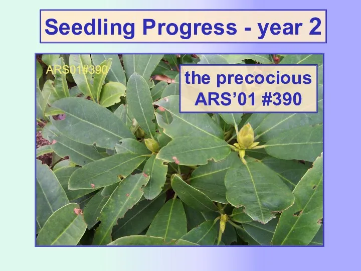 the precocious ARS’01 #390 Seedling Progress - year 2