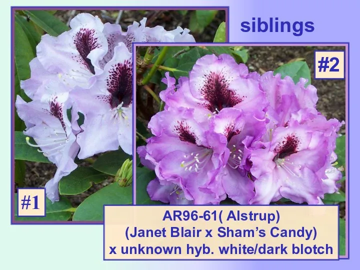 siblings AR96-61( Alstrup) (Janet Blair x Sham’s Candy) x unknown hyb. white/dark blotch