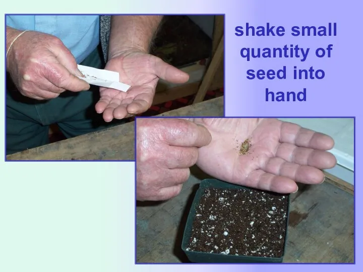 shake small quantity of seed into hand