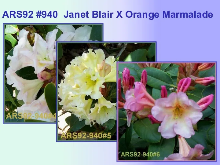 ARS92 #940 Janet Blair X Orange Marmalade