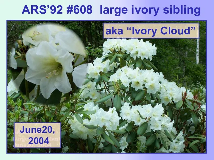 ARS’92 #608 large ivory sibling aka “Ivory Cloud”