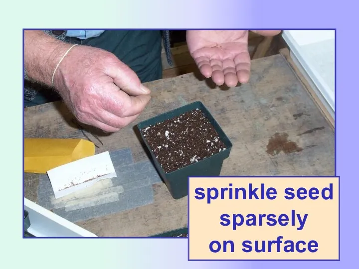 sprinkle seed sparsely on surface