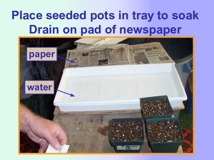 Place seeded pots in tray to soak Drain on pad of newspaper