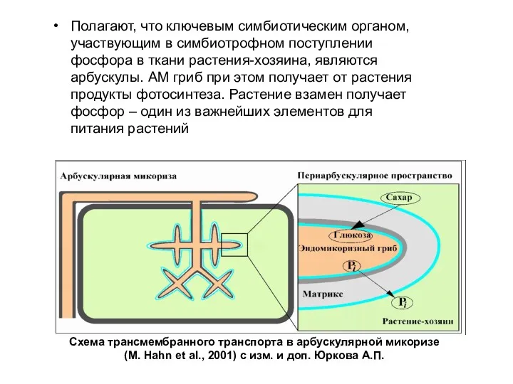 Полагают, что ключевым симбиотическим органом, участвующим в симбиотрофном поступлении фосфора