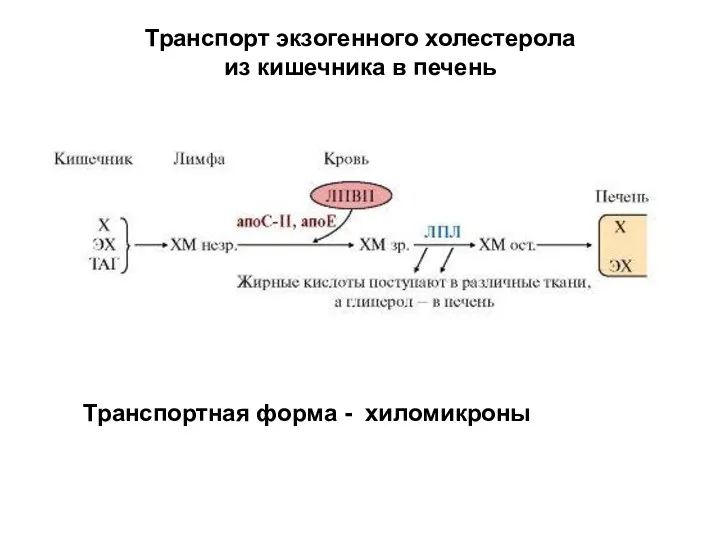 Транспорт экзогенного холестерола из кишечника в печень Транспортная форма - хиломикроны