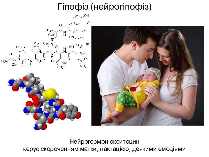 Гіпофіз (нейрогіпофіз) Нейрогормон окситоцин керує скороченням матки, лактацією, деякими емоціями