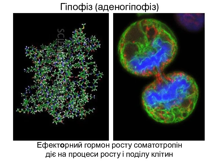Гіпофіз (аденогіпофіз) Ефекторний гормон росту соматотропін діє на процеси росту і поділу клітин